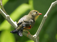 Red-billed Leothrix