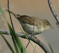 Sykes' Warbler