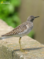 Fig. 11. Wood Sandpiper : 알락도요