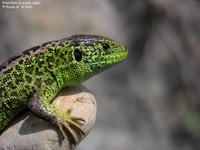 Markfirben (Lacerta agilis) Foto/billede af