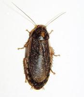 Nauphoeta cinerea - Cinereous Cockroach