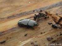 Hololepta plana