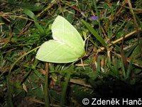 Pseudoips prasinana - Green Silver-lines