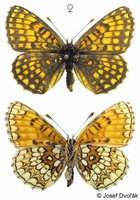 Melitaea athalia - Heath Fritillary