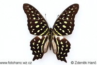 Graphium agamemnon comodus