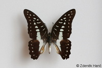 Graphium meyeri