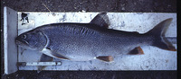 Salvelinus namaycush, Lake trout: fisheries, aquaculture, gamefish
