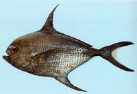 Taractichthys steindachneri, Sickle pomfret: fisheries