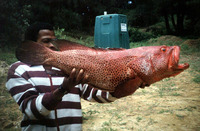 Epinephelus posteli, Striped-fin grouper: fisheries, gamefish