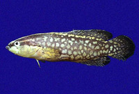 Rypticus nigripinnis, Blackfin soapfish: aquarium