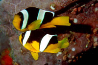 Amphiprion sebae, Sebae anemonefish: aquarium