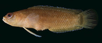 Pseudoplesiops howensis, :