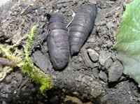 Laothoe populi - Poplar Hawk-moth