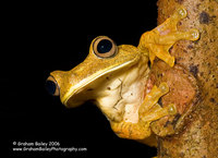 Map Tree Frog - Hyla geographica