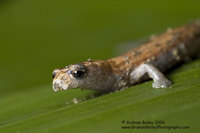 Amazon Climbing Salamander - Bolitoglossa sp.