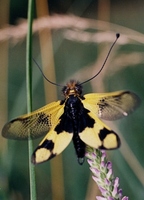 Libelloides macaronius