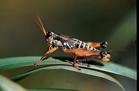 Podisma pedestris
