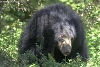 Image of: Melursus ursinus (sloth bear)