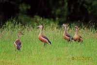 Dendrocygna javanica - Lesser Whistling-Duck