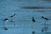 Himantopus himantopus knudseni