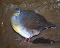 Gallicolumba tristigmata - Sulawesi Ground-Dove