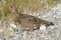 Falcipennis canadensis - Spruce Grouse