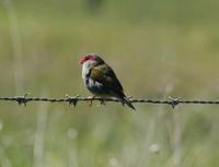 Neochmia temporalis - Red-browed Waxbill