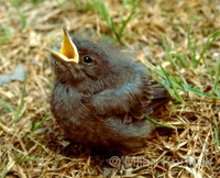 Phoenicurus ochruros - Black Redstart