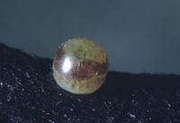 Image of: Graphium marcellus