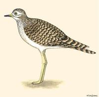 Image of: burhinus capensis (spotted dikkop)