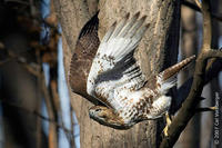 Image of: Buteo jamaicensis (red-tailed hawk)