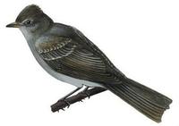 Image of: Camptostoma imberbe (northern beardless tyrannulet)