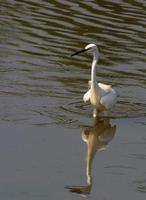 Image of: Egretta garzetta (little egret)