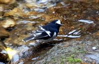 Image of: Enicurus scouleri (little forktail)