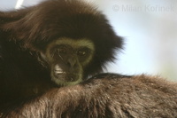 Hylobates lar - White-handed Gibbon