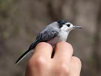 Image of: Polioptila plumbea (tropical gnatcatcher)