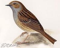 Image of: Prunella modularis (dunnock;hedge sparrow)