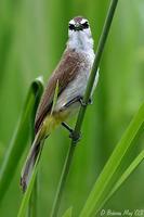 Image of: Pycnonotus goiavier (yellow-vented bulbul)