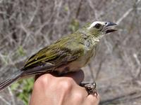 Image of: Saltator striatipectus (streaked saltator)