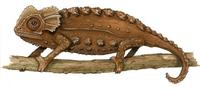 Image of: Brookesia perarmata