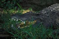 Image of: Crocodylus siamensis (Siamese crocodile)