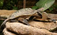 Image of: Phrynops hilarii (Hilaire's side-necked turtle)