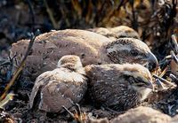 Rock Bush Quail - Perdicula argoondah