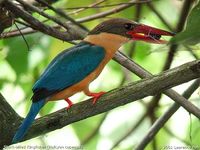 Stork-billed Kingfisher - Halcyon capensis