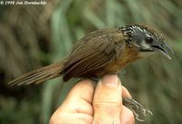 Spot-necked Babbler - Stachyris striolata