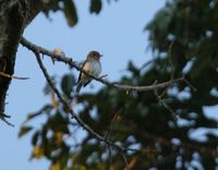 Sumba Brown Flycatcher - Muscicapa segregata