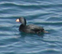 Black Scoter - Melanitta nigra