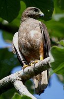 Ridgway's Hawk - Buteo ridgwayi