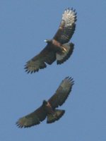 Black-and-chestnut Eagle - Oroaetus isidori