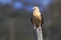 Yellow-headed Caracara - Milvago chimachima